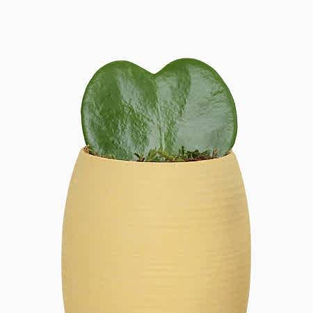 Sweetheart Plant - Yellow