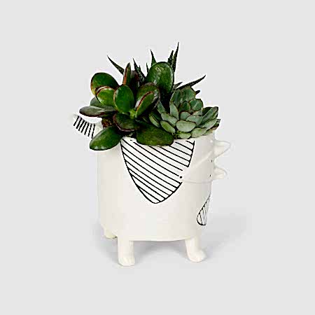 Chappy Succulent Garden