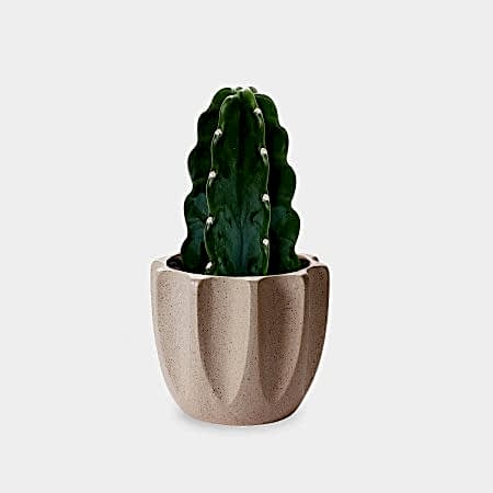 Cuddly Cactus - Piccolo