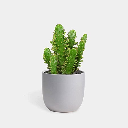 Drooping Prickly Pear Cactus - Piccolo