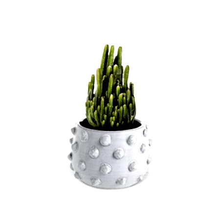Fairy Castle Cactus - Piccolo