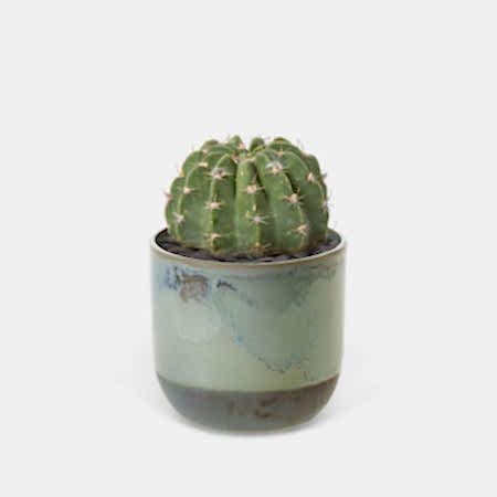 Sand Dollar Cactus - Piccolo