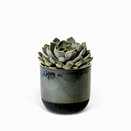 Echeveria Orion - Piccolo