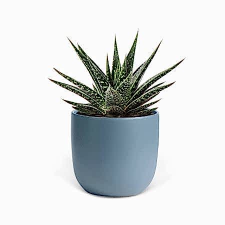Gasteria Kyaka - Piccolo