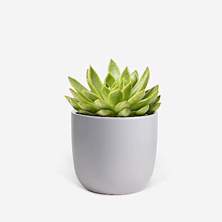 Echeveria Agavoides - Piccolo