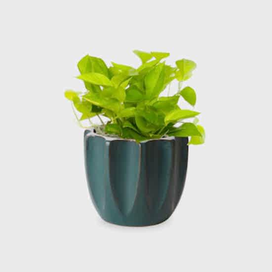 Neon Pothos - Medio Plants