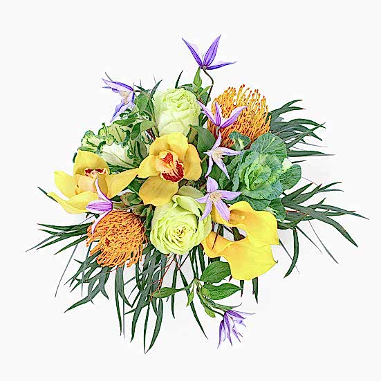 Maisie Proteas