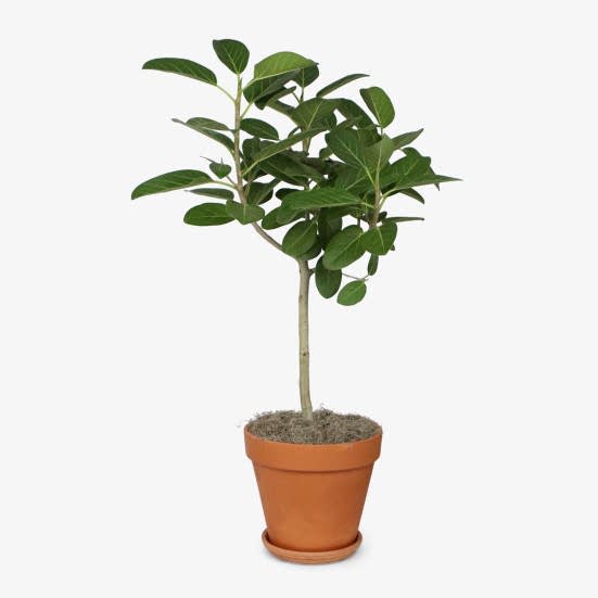Ficus Audrey Topiary - Grande Plants