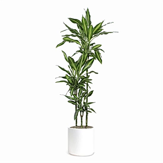 Dracaena Cintho Cane - Grande Plants