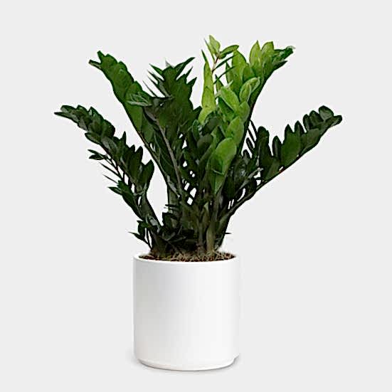 ZZ Plant - X-Grande Plants