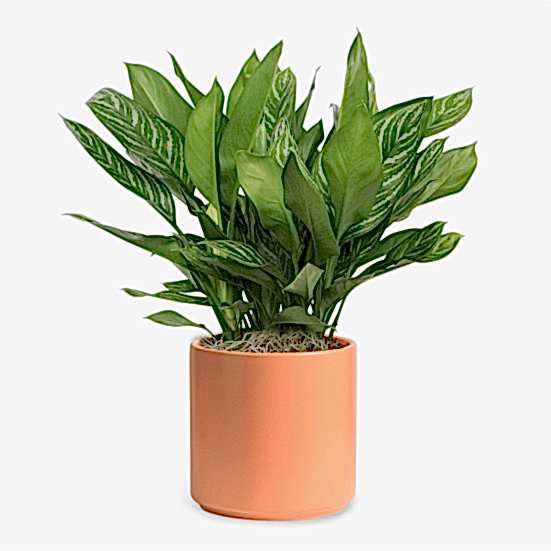 Aglaonema Stripes - X-Grande Plants