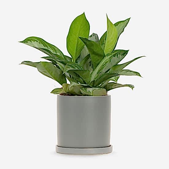 Aglaonema Silver Bay - Medio Plants