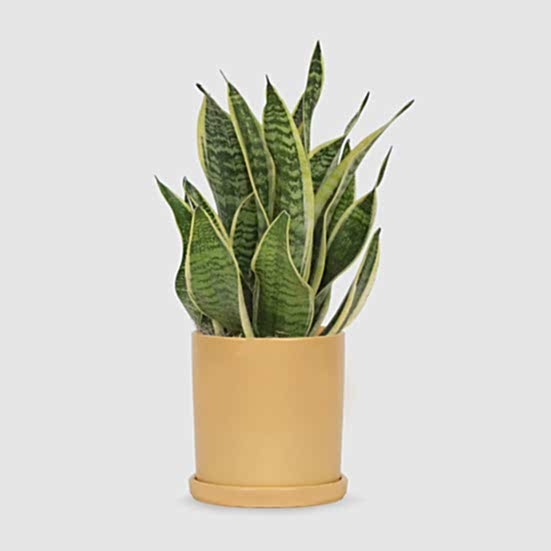 Snake Plant Futura Superba - Medio Plants