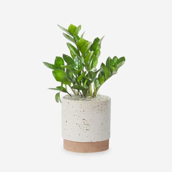 ZZ Plant - Medio Plants