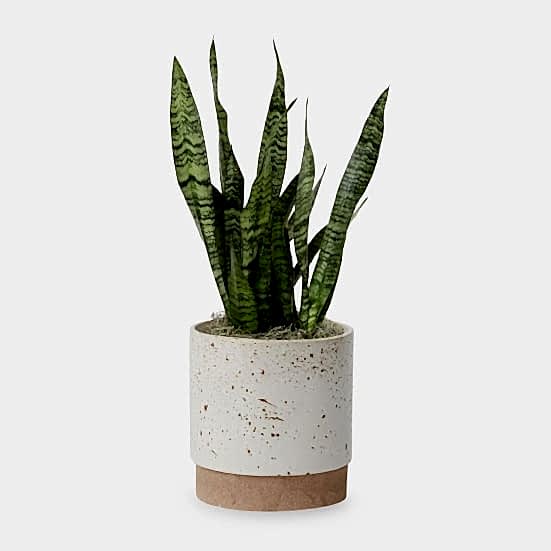 Snake Plant Black Coral - Medio Plants