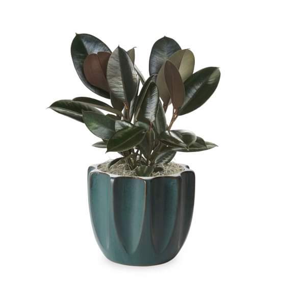 Rubber Tree Plant - Medio Plants