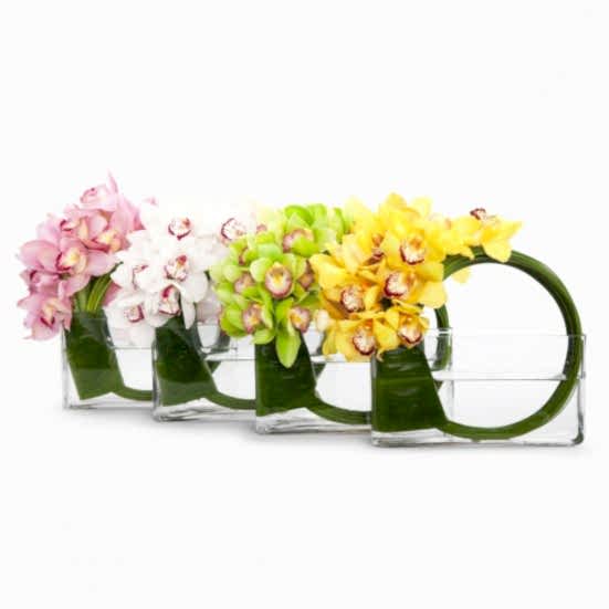 Fantasy Cymbidium Orchids Housewarming