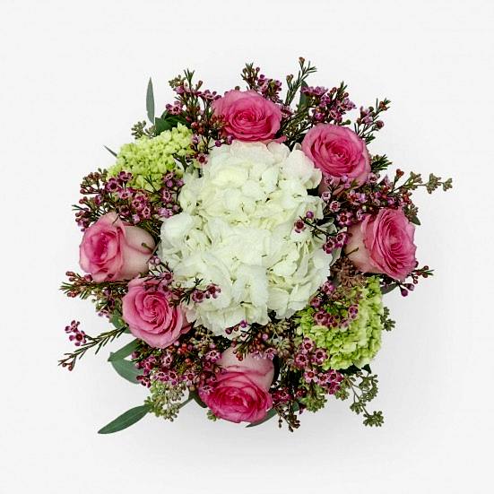 Tender Affection Hydrangeas