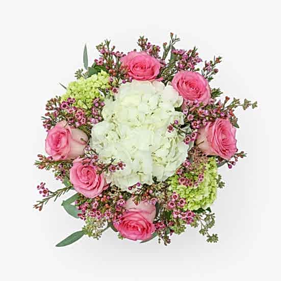 Tender Affection + COCO Tangy Fizzy Cherries Hydrangeas