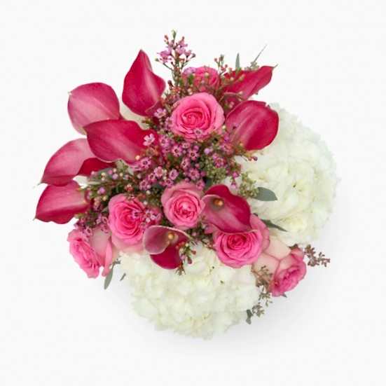 Penelope Hydrangeas