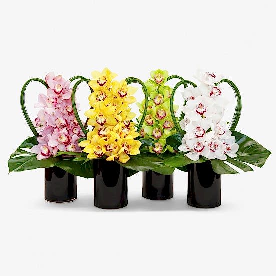 Pandora Exotics