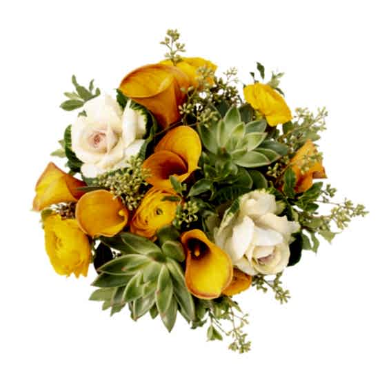 Evelyn Ranunculus