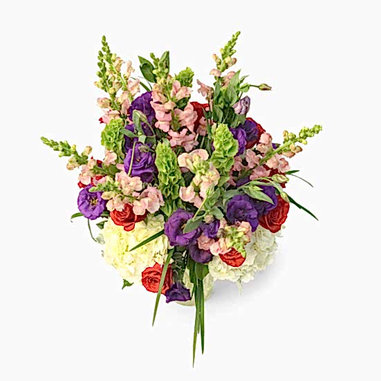 Catarina Lisianthus