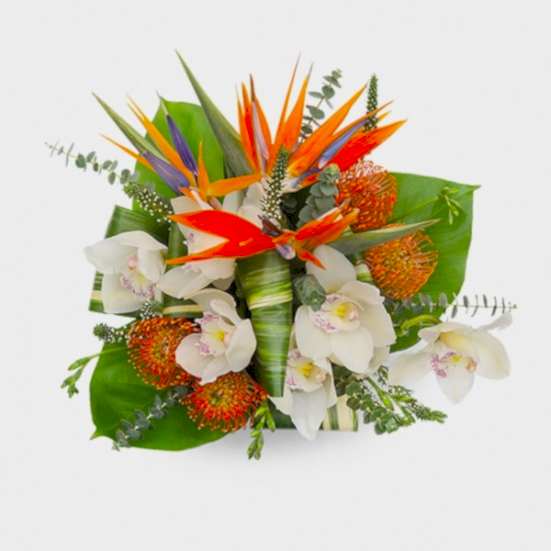 Mahalo Proteas