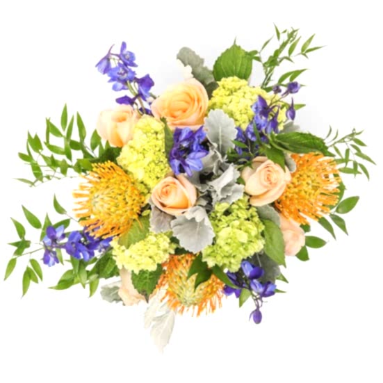 Montauk Proteas