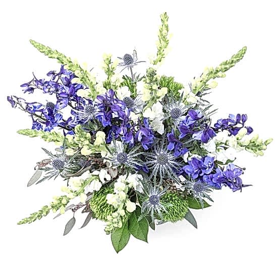 Moonburst Delphinium