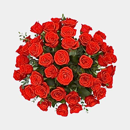 4-Dozen Elegant Roses + Sweetheart Plants Luxury Collection
