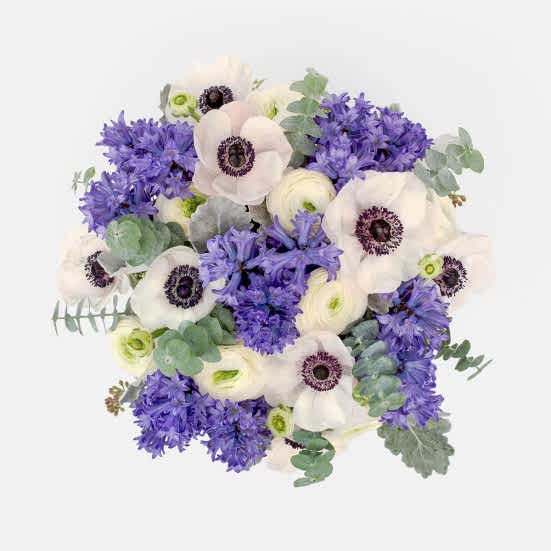 Dreamland Ranunculus