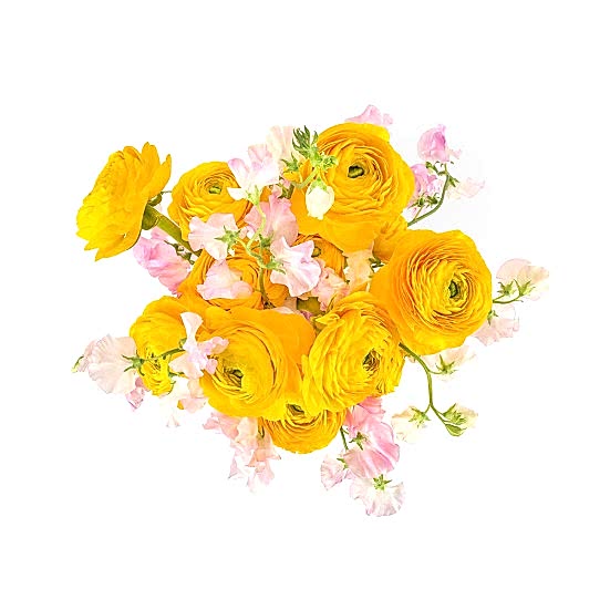 Welcome Sunshine Ranunculus