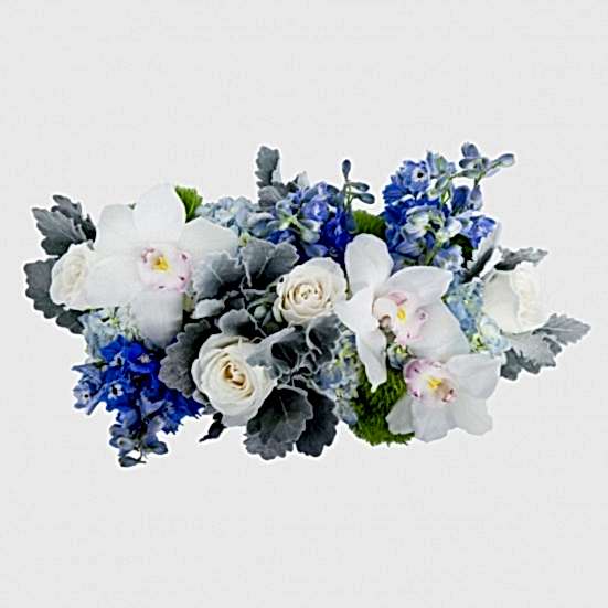 Blue Breeze Delphinium