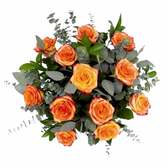 1-Dozen Bicolor Roses Just Roses