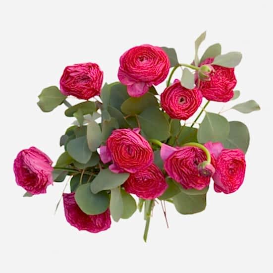 Bright Pink Ranunculus Bouquet Ranunculus