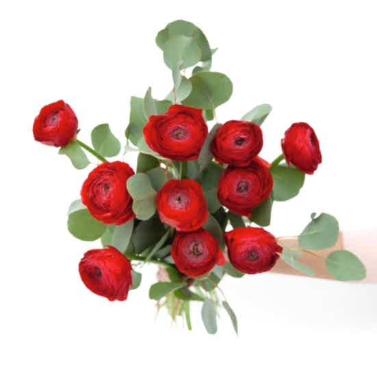 Fire Red Ranunculus Bouquet Ranunculus