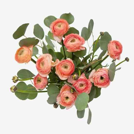 Peach Ranunculus Bouquet Ranunculus