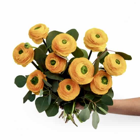 Yellow Ranunculus Bouquet Ranunculus