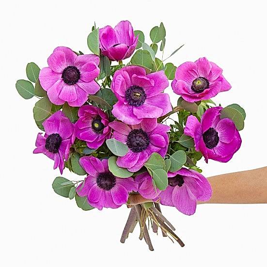 Fuchsia Anemone Bouquet Bouquets