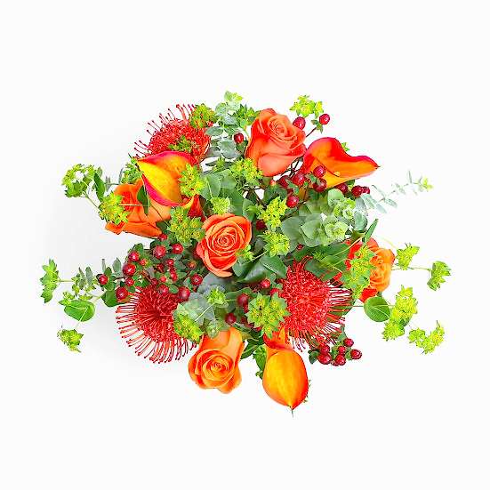 Orange Blaze Proteas
