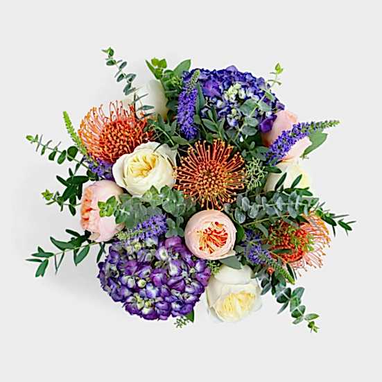Aurora Proteas