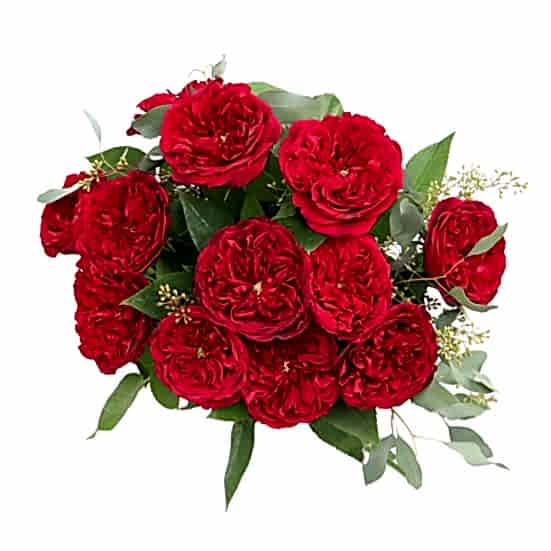 Red Garden Roses + Sydney Hale Candle Housewarming