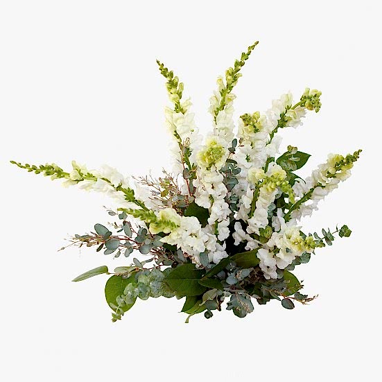 White Snapdragon Bouquet Bouquets