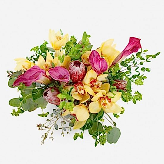 Kahala Proteas