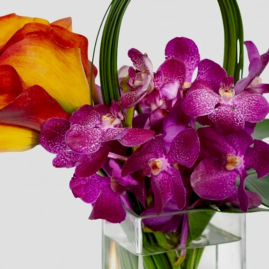 Kona  Orchids