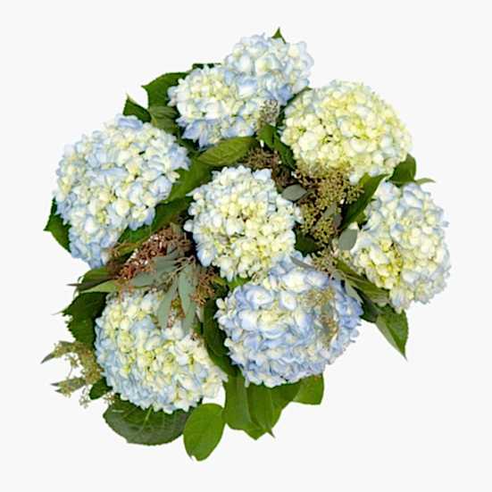 Blue Hydrangeas Hydrangeas