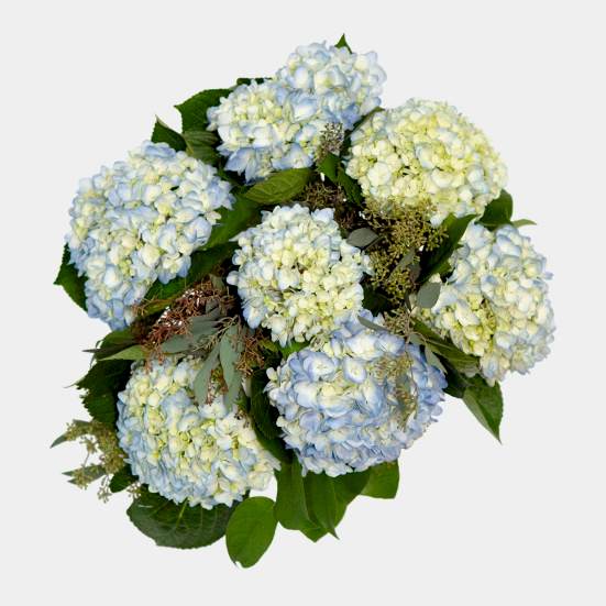 Blue Hydrangeas + Apotheke Candle  Hydrangeas