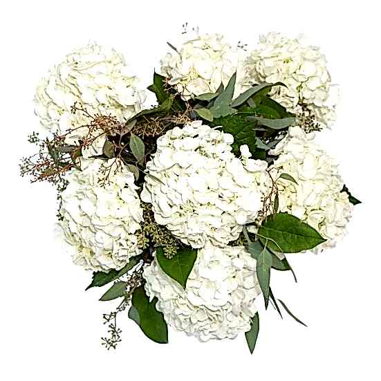 White Hydrangeas Hydrangeas