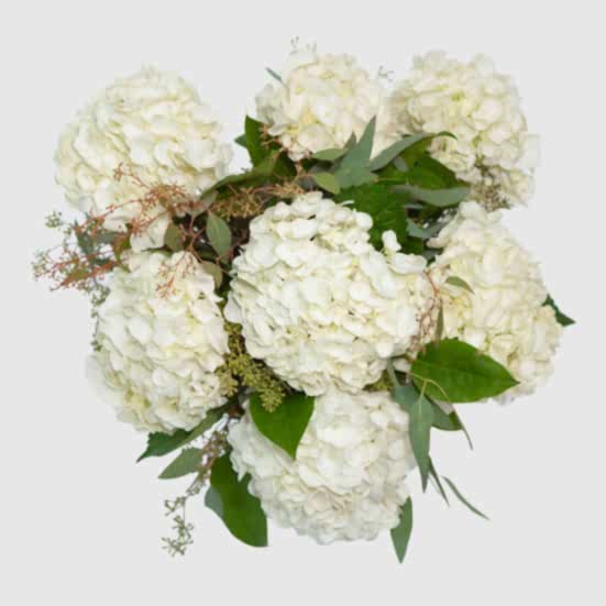 White Hydrangeas + Sydney Hale Candle Hydrangeas
